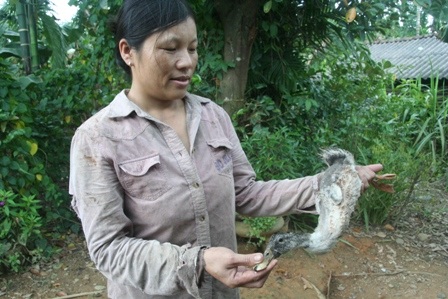 Người dân bị lừa mua hàng ngàn con vịt “dỏm” - 2