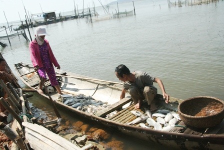Hàng chục tấn cá chết đột ngột do nước đầm ngọt hóa - 2