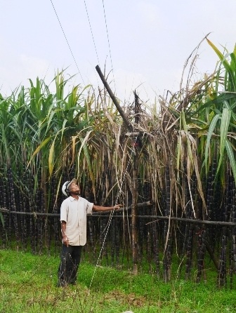 700 cây mía cháy do cột điện đổ, dân đề nghị được hỗ trợ - 1