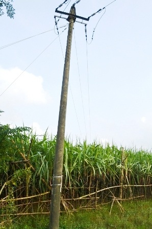 700 cây mía cháy do cột điện đổ, dân đề nghị được hỗ trợ - 3