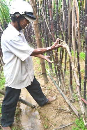 700 cây mía cháy do cột điện đổ, dân đề nghị được hỗ trợ - 2