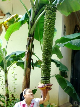 Buồng chuối mật hơn 150 nải - 1