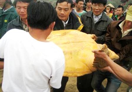 Thả rùa Quản Đồng quý hiếm về với đại dương - 3 Thả rùa Quản Đồng quý hiếm về với đại dương - 3