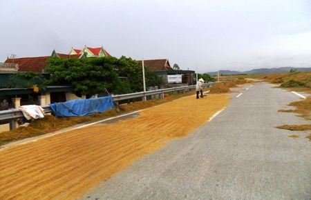 Đi phơi lúa giữa đường quốc lộ, bị xe tông chết - 1