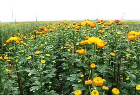 Làng hoa cúc Tiên Nộn vào tết - 8