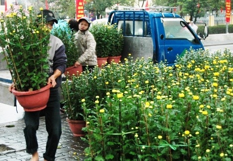 Làng hoa cúc Tiên Nộn vào tết - 11 Làng hoa cúc Tiên Nộn vào tết - 11