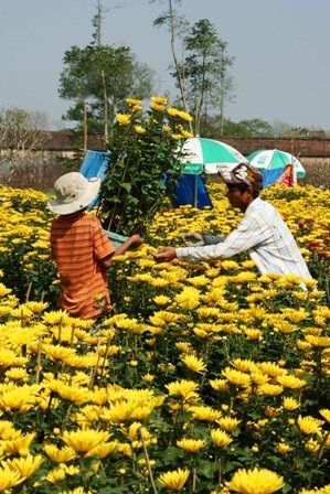 Làng hoa cúc Tiên Nộn vào tết - 12 Làng hoa cúc Tiên Nộn vào tết - 12