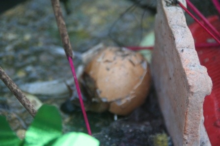 Táo về trời mang theo nhiều “quà cáp” - 6