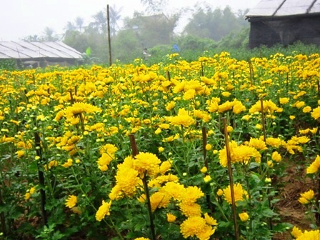 Làng hoa cúc Tiên Nộn vào tết - 1