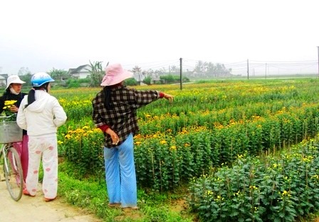 Làng hoa cúc Tiên Nộn vào tết - 2