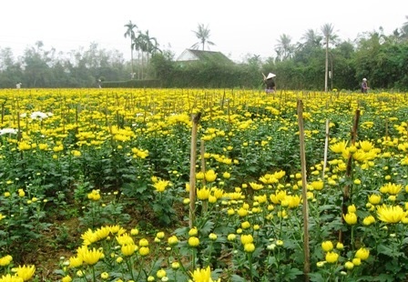 Làng hoa cúc Tiên Nộn vào tết - 3