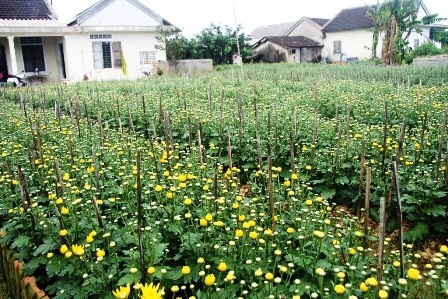 Làng hoa cúc Tiên Nộn vào tết - 4