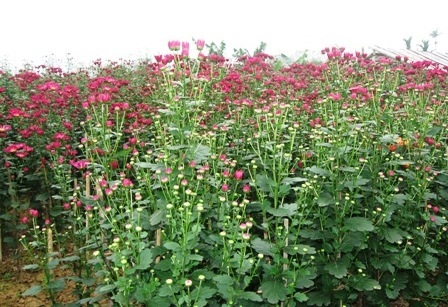 Làng hoa cúc Tiên Nộn vào tết - 5