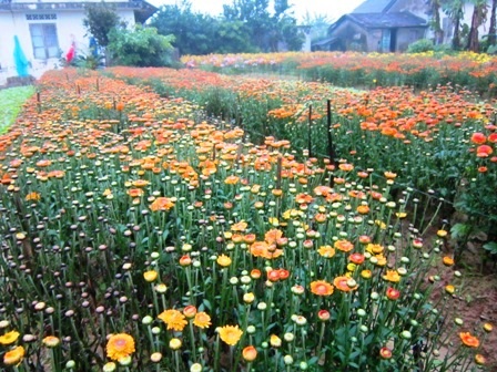 Làng hoa cúc Tiên Nộn vào tết - 6