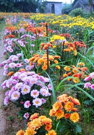 Làng hoa cúc Tiên Nộn vào tết - 7