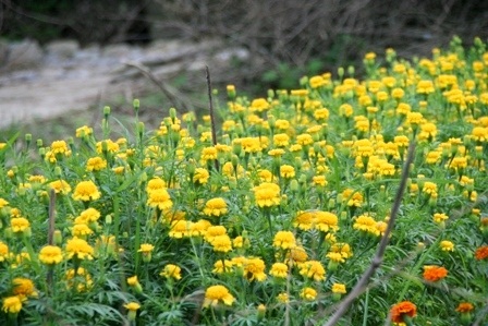 Làng hoa cúc Tiên Nộn vào tết - 9