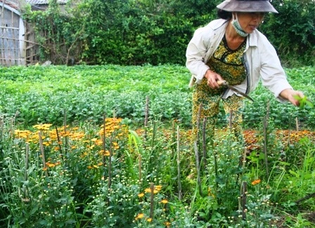 Làng hoa cúc Tiên Nộn vào tết - 10