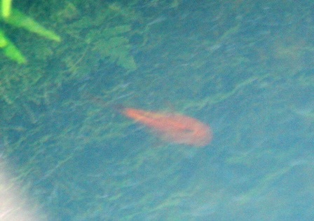 Giếng Hàm Long với truyền thuyết chế ngự rồng dữ - 7