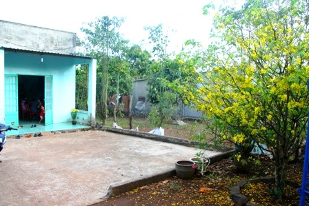 Ngắm mai vàng miền Nam nở rộ trước hiên nhà - 2