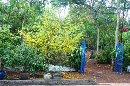 Ngắm mai vàng miền Nam nở rộ trước hiên nhà - 6