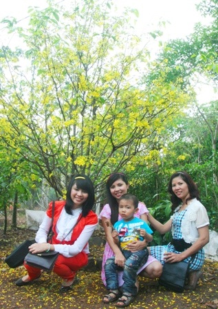 Ngắm mai vàng miền Nam nở rộ trước hiên nhà - 17