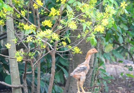 Ngắm mai vàng miền Nam nở rộ trước hiên nhà - 8