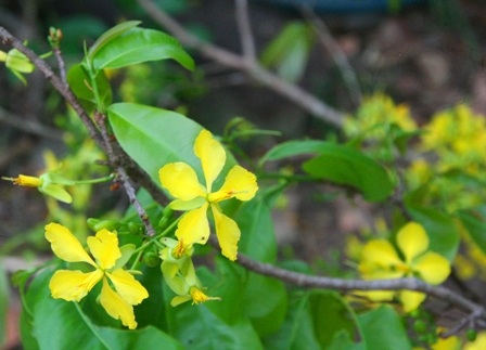 Ngắm mai vàng miền Nam nở rộ trước hiên nhà - 9