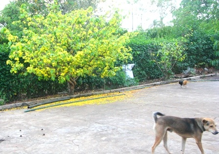 Ngắm mai vàng miền Nam nở rộ trước hiên nhà - 7