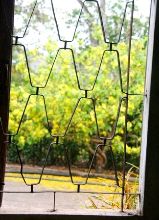 Ngắm mai vàng miền Nam nở rộ trước hiên nhà - 10