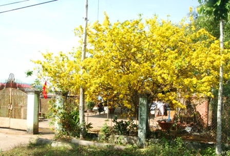 Ngắm mai vàng miền Nam nở rộ trước hiên nhà - 3