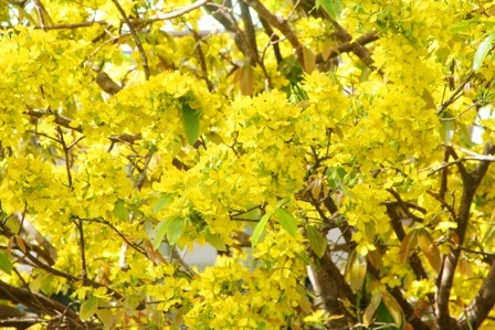 Ngắm mai vàng miền Nam nở rộ trước hiên nhà - 4