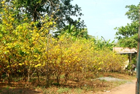 Ngắm mai vàng miền Nam nở rộ trước hiên nhà - 11