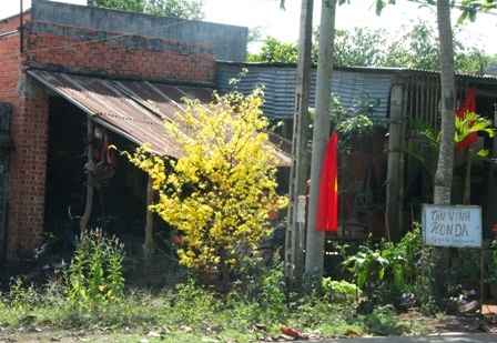 Ngắm mai vàng miền Nam nở rộ trước hiên nhà - 12