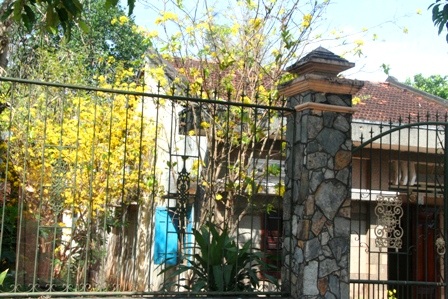 Ngắm mai vàng miền Nam nở rộ trước hiên nhà - 13