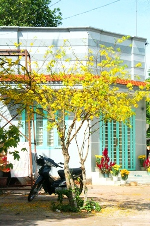 Ngắm mai vàng miền Nam nở rộ trước hiên nhà - 14