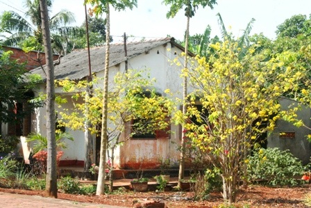 Ngắm mai vàng miền Nam nở rộ trước hiên nhà - 1