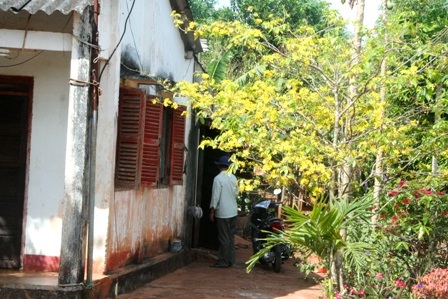 Ngắm mai vàng miền Nam nở rộ trước hiên nhà - 16