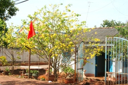 Ngắm mai vàng miền Nam nở rộ trước hiên nhà - 18