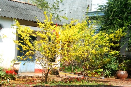 Ngắm mai vàng miền Nam nở rộ trước hiên nhà - 19
