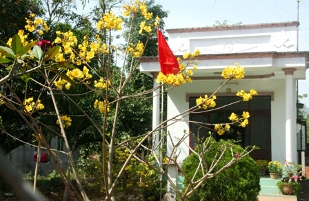 Ngắm mai vàng miền Nam nở rộ trước hiên nhà - 20