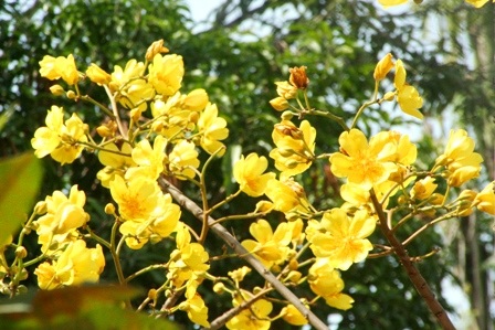 Ngắm mai vàng miền Nam nở rộ trước hiên nhà - 21