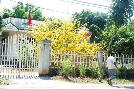 Ngắm mai vàng miền Nam nở rộ trước hiên nhà - 24