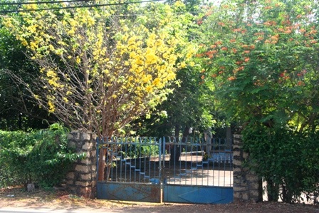 Ngắm mai vàng miền Nam nở rộ trước hiên nhà - 22