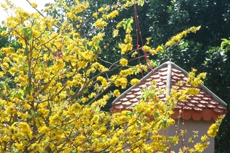 Ngắm mai vàng miền Nam nở rộ trước hiên nhà - 23