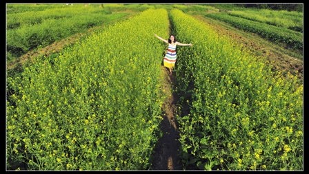 Giới trẻ Cố đô “làm duyên” cùng mùa hoa cải vàng - 14