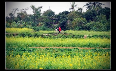 Giới trẻ Cố đô “làm duyên” cùng mùa hoa cải vàng - 15