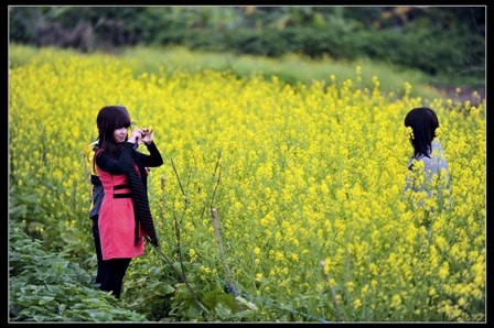 Giới trẻ Cố đô “làm duyên” cùng mùa hoa cải vàng - 1