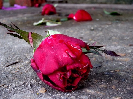 Hoa vứt đầy đường sau… Lễ Tình nhân - 4