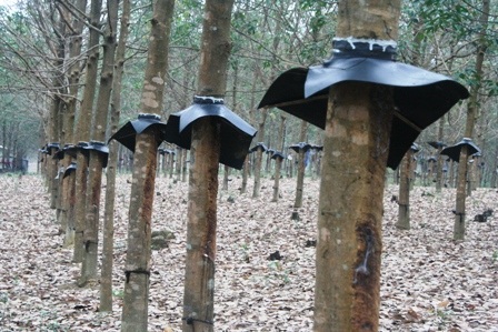 Nai rừng xuống núi phá tan hàng chục hecta cao su non - 1