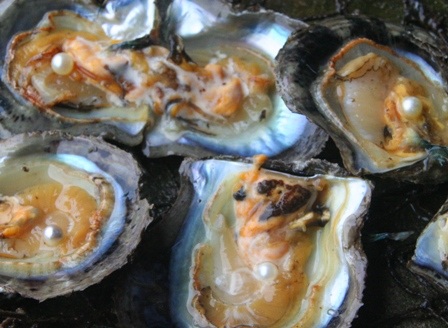 Những con trai bạc triệu điêu đứng vì nguồn nước ô nhiễm